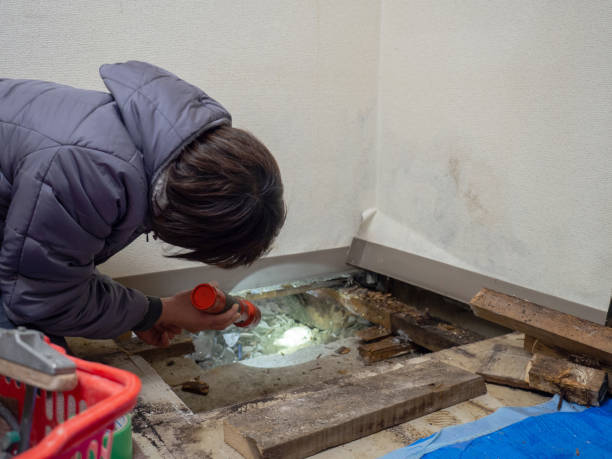 Best Emergency Mold Remediation  in Highland Heights, OH